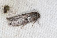 Blastobasis glandulella
