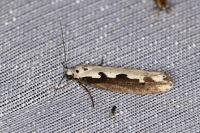 Ethmia bipunctella