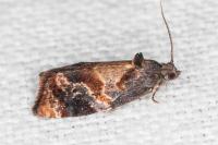 Ditula angustiorana