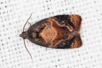 Ditula angustiorana