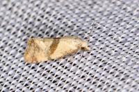 Cochylidia implicitana