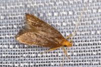 Eurodachtha pallicornella