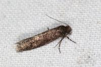 Elatobia fuliginosella