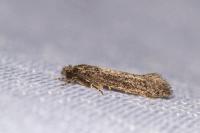 Elatobia fuliginosella