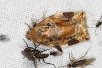 Archips xylosteana