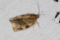 Choristoneura hebenstreitella