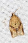 Clepsis consimilana