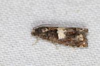 Epiblema