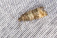 Piniphila bifasciana