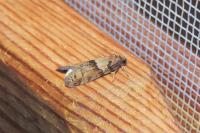 Tortricodes alternella