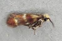 Micropterix aglaella