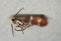 Micropterix aglaella