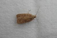 Agonopterix scopariella