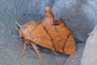 Apoda limacodes