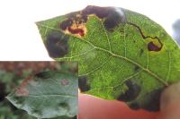Ectoedemia heringella