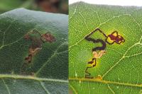 Ectoedemia heringella