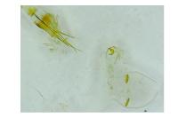 Pexicopia malvella