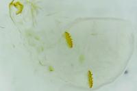 Pexicopia malvella