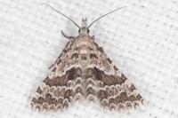 Alucita palodactyla