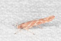 Pyroderces argyrogrammos