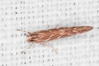 Pyroderces argyrogrammos