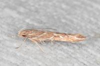 Pyroderces argyrogrammos