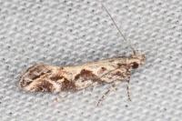 Ornativalva pseudotamariciella