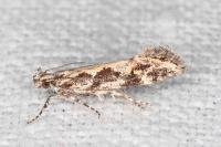Ornativalva pseudotamariciella