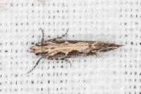 Ornativalva pseudotamariciella