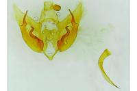 Depressaria albipunctella
