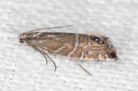 Glyphipterix thrasonella