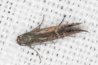 Glyphipterix thrasonella