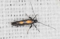 Euspilapteryx auroguttella