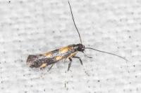 Euspilapteryx auroguttella