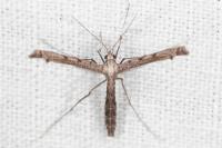 Agdistis tamaricis