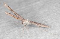 Agdistis tamaricis