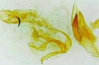 Dichomeris derasella