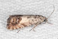 Cydia gr. succedana