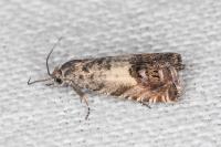 Cydia gr. succedana