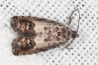 Cydia gr. succedana