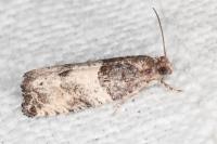 Gypsonoma aceriana