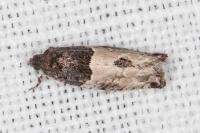 Gypsonoma aceriana