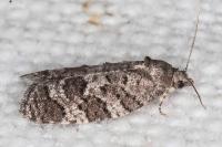 Cnephasia ecullyana