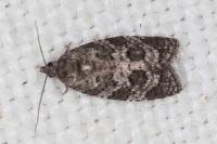 Cnephasia ecullyana
