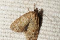 Isotrias stramentana