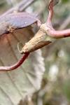 Tortricodes alternella
