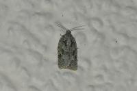 Acleris literana