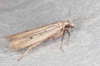 Nothris verbascella
