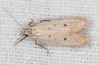 Nothris verbascella