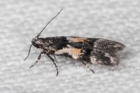 Teleiodes luculella